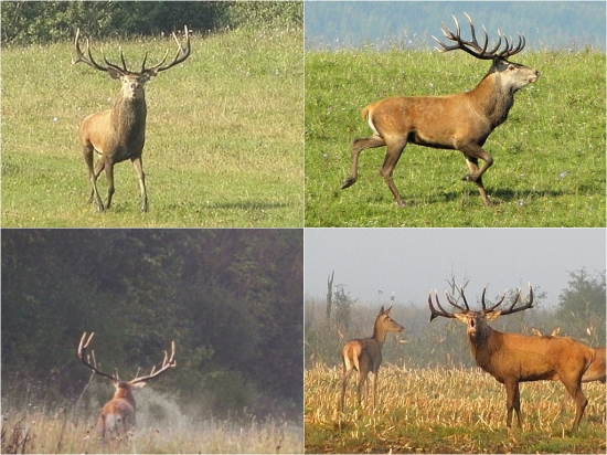 Spomienky na krásavca