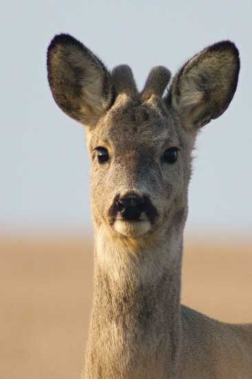 Ako na občiansky :)