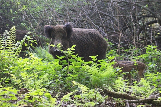Starostlivá mamička