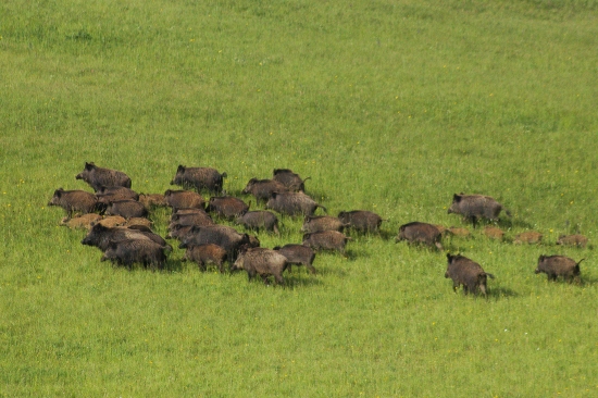 Keď idú z paše :D