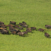 Keď idú z paše :D