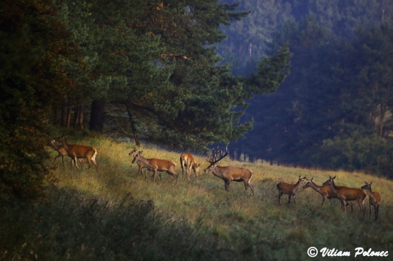 Škoda, že neručal...
