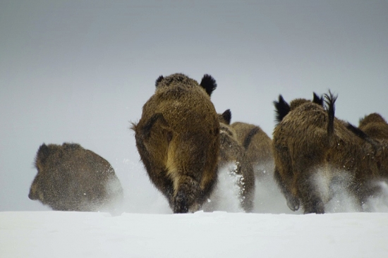 Ku mne čelom, nie chrbtom!! :)