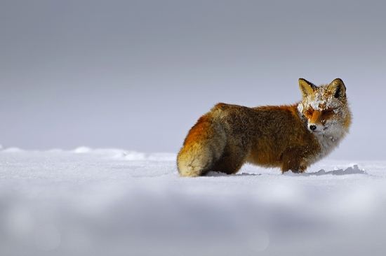 Zima nie a nie skončiť..