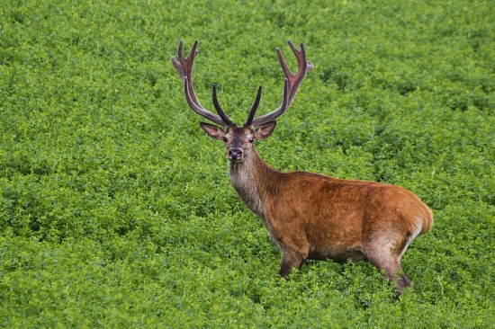 Popoludňajší fešák