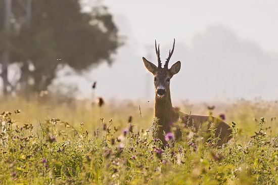 Už som ani nedúfal...
