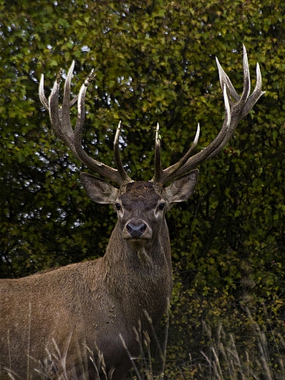 Mohol sa aspoň usmiať :-D