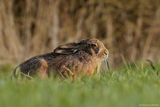 Keď zapadá slniečko..
