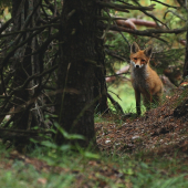 Cestou za jeleňmi..