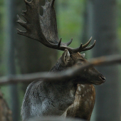 Keď konár zavadzia..