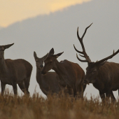Po stope rujnej jelenice