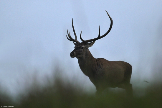 Konečne som ho dostal..