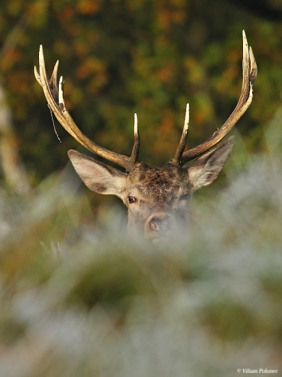 V mrazivých lúčoch slnka