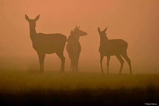 Aj hmla má svoje čaro..