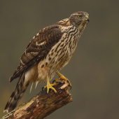 Nečakaná návšteva