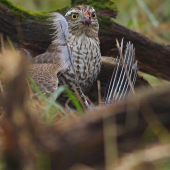 Úspešný lov krahulca
