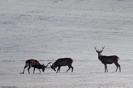 V zime sa treba zahriať..