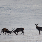V zime sa treba zahriať..
