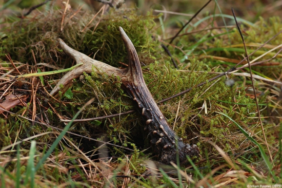 Horský šestorák..