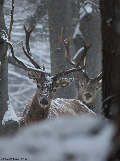 V zasnežený deň..