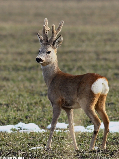 Dobrý srnec (dokumentačná)