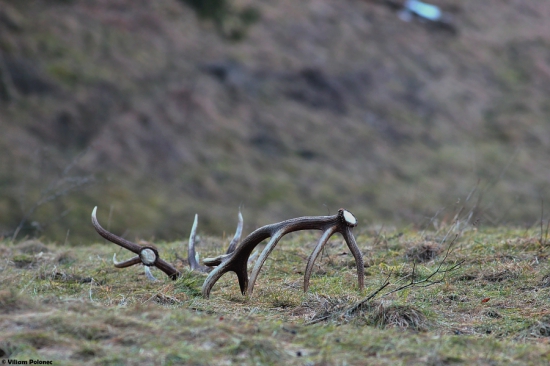 Kamarátov 14-torák