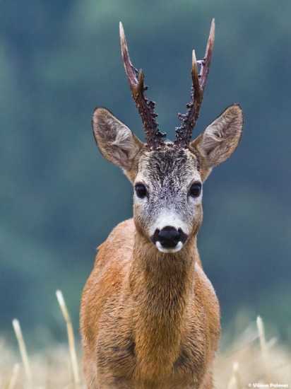 Bol raz jeden šampión..
