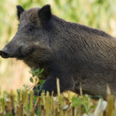 Pri kosení kukurice