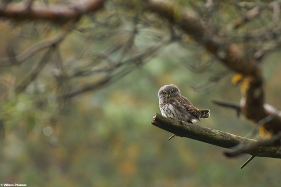 Splnený sen-kuvičok vrabčí