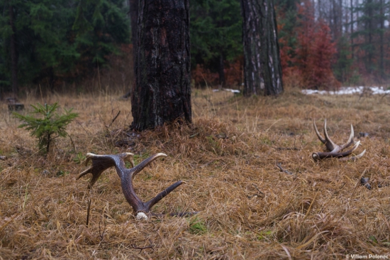 Strieborný junák..