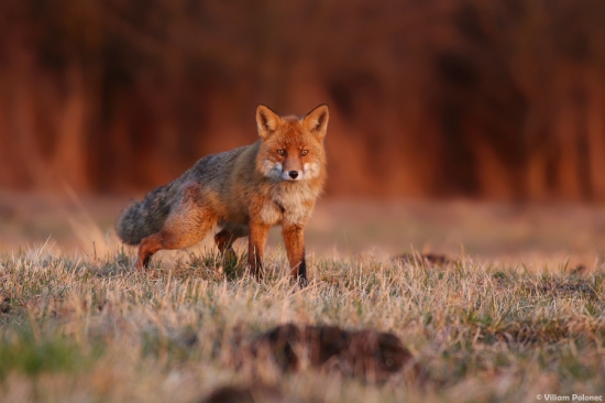 Lišiak pri západe slnka
