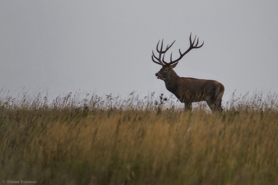 Bol raz jeden jeleň..