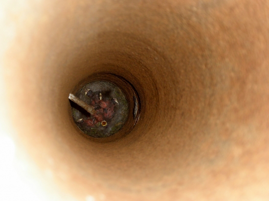 mlade sykorky v rure