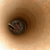 mlade sykorky v rure