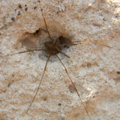 pavuk