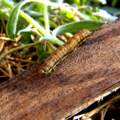 husenicka anicka