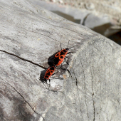 cifrusa