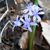 scila viedenska