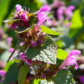 hluchavka purpurova