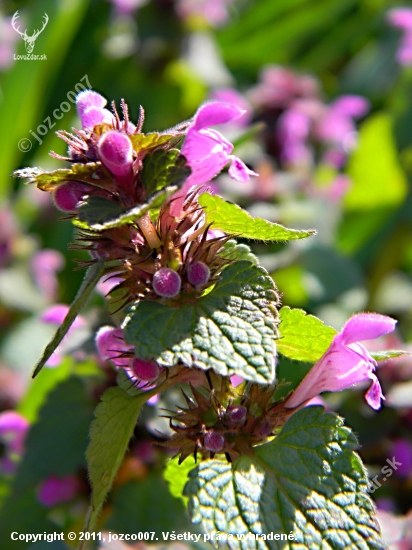 hluchavka purpurova
