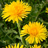 pupava