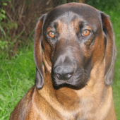 HUGO