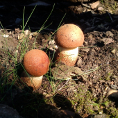 Dvojičky