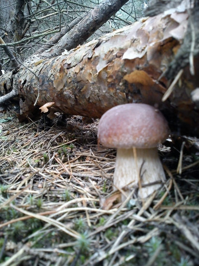 Už ten strom dlhšie neudržím:)