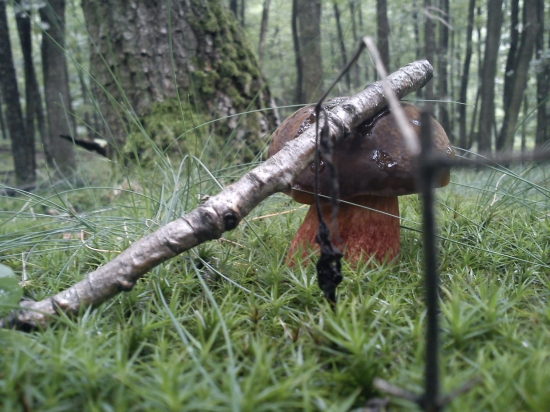 Už ma bolí hlava z tej haluze-:)