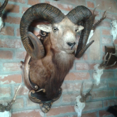 Muflon 228 CIC