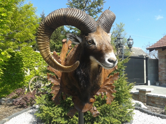 zlaty muflon po renovacii