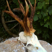 srncia raritka