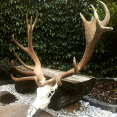13,6 kg