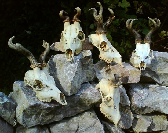 Vyvrtkari pred upravou